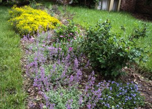 Tough, yet beautiful performers in this border include Turkish veronica (r. front), catmint (l. front), dart's dash (behind veronica), sun daisy (between dart's dashes), redleaf rose (r. rear) and Lydia Woadwaxen (l. rear).  The agastaches are hidden behind the redleaf rose.